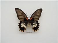 藏品(大鳳蝶)的圖片